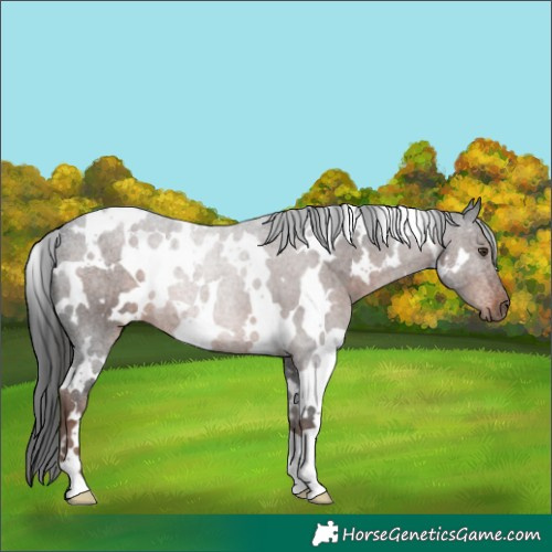Horse Color:White Spotted Liver Chestnut