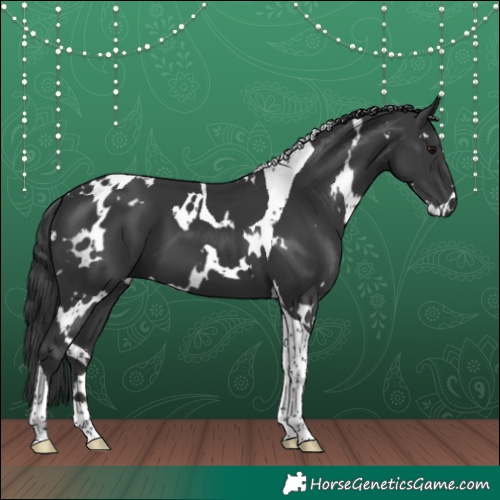 Horse Color:White Spotted Black Tobiano 