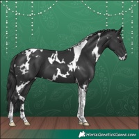Horse Color:White Spotted Black Tobiano 