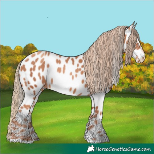 Horse Color:Gold Champagne Appaloosa 