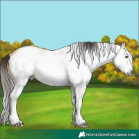 Horse Color:Gray White Spotted Buckskin Dun Rabicano
