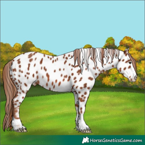 Horse Color:Chestnut Appaloosa 