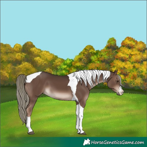 Horse Color:White Spotted Liver Chestnut Mushroom Tobiano 