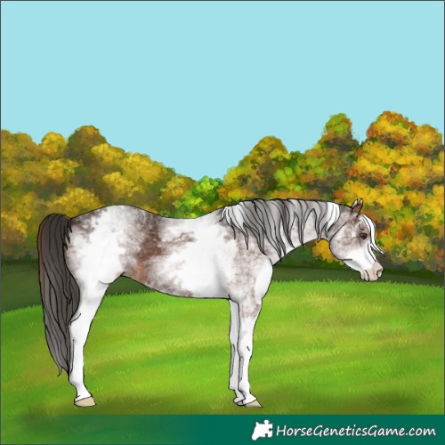 Horse Color:White Spotted Liver Chestnut 