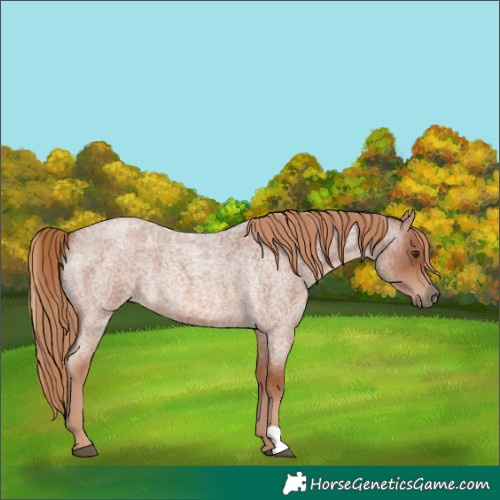Horse Color:Red Roan 