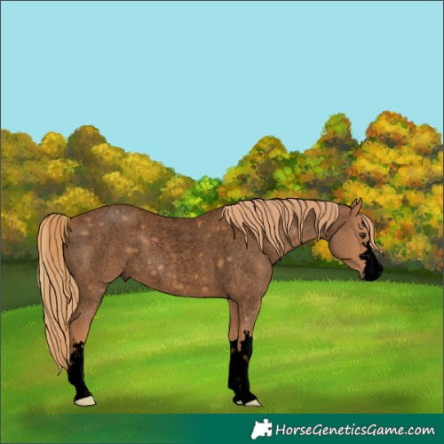 Horse Color:Void Red Roan 