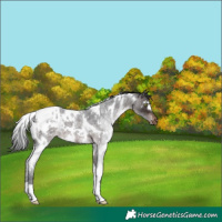 Horse Color:White Spotted Brown Roan Appaloosa