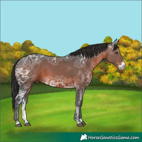 Horse Color:Brown Ice Sabino 