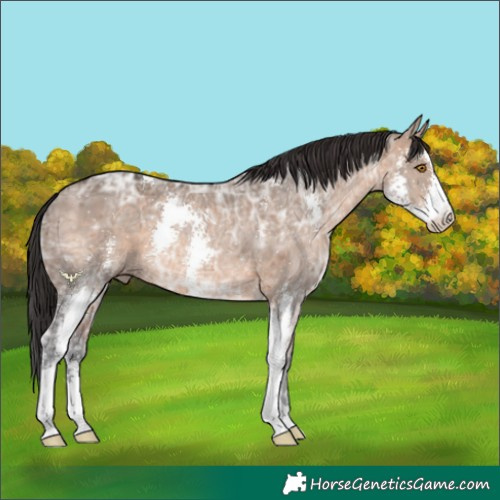 Horse Color:Brown Ice Dun Sabino