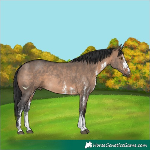 Horse Color:Brown Dun Sabino Rabicano