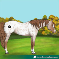 Horse Color:Blue Roan Pearl Appaloosa 