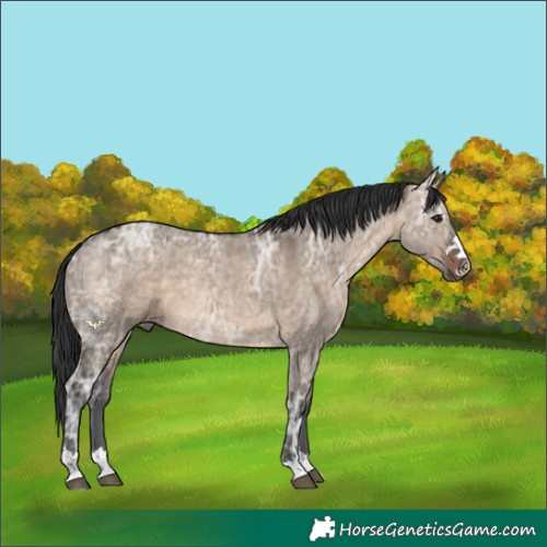 Horse Color:Brown Ice Dun Rabicano 