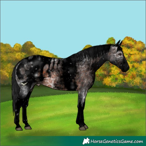 Horse Color:Void White Spotted Brown Ice Splash Appaloosa