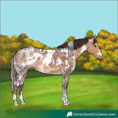Horse Color:White Spotted Chocolate Buckskin Ice 