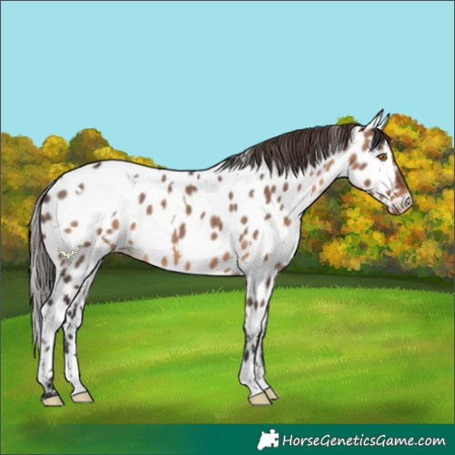 Horse Color:White Spotted Brown Dun Appaloosa 
