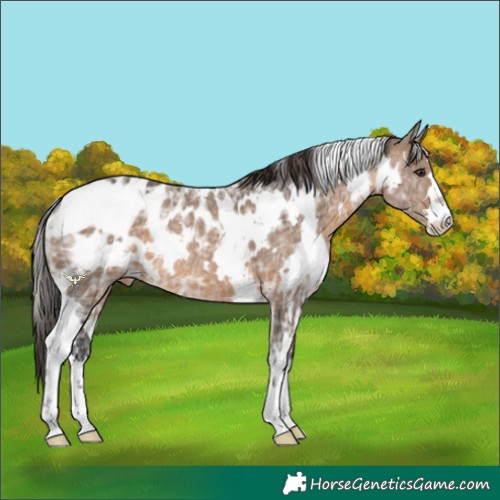 Horse Color:White Spotted Brown Ice Dun Appaloosa 