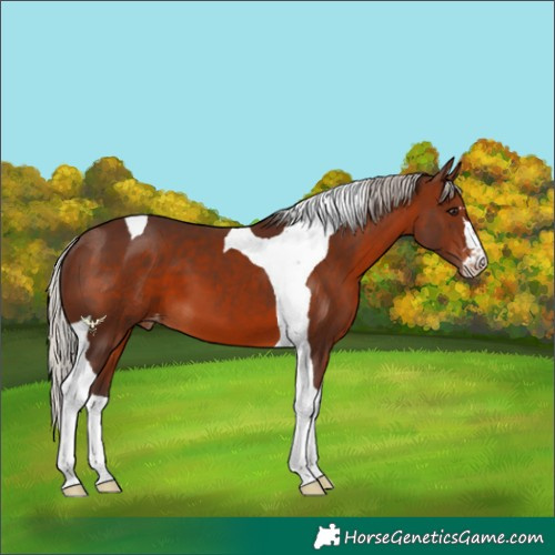Horse Color:Silver Brown Tobiano Appaloosa 