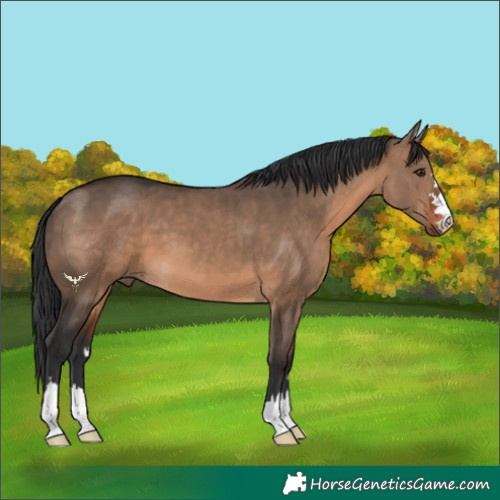 Horse Color:Brown Dun