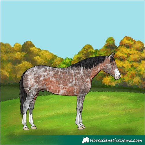 Horse Color:Brown Ice 