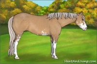 Horse Color:Silver Bay Dun Sabino 