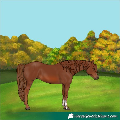 Horse Color:Chestnut Sabino 