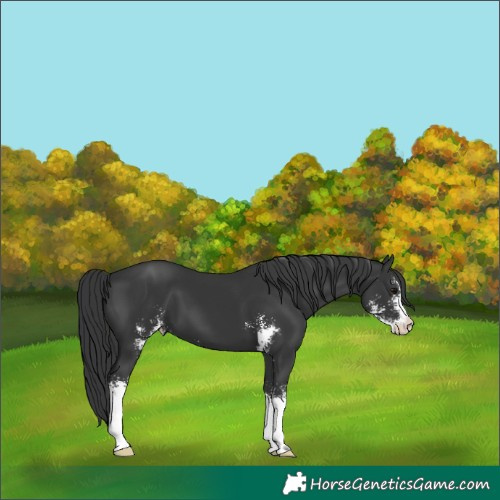 Horse Color:Black Sabino 