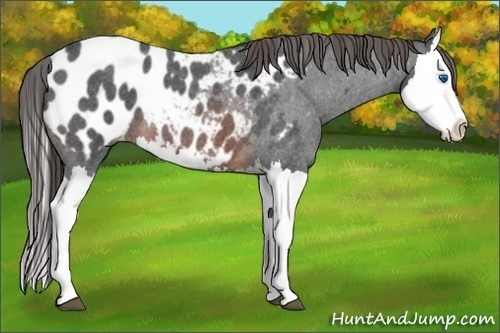 Horse Color:Brown Roan Splash Appaloosa