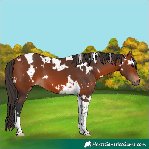 Horse Color:White Spotted Bay Tobiano