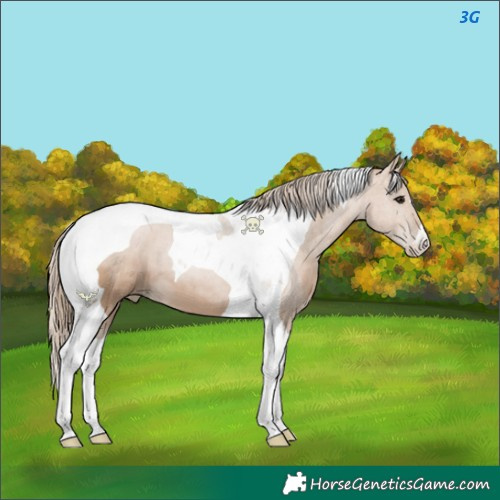 Horse Color:Black Pearl Tobiano 