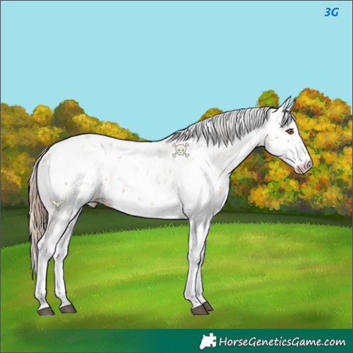 Horse Color:Black Pearl Sabino 