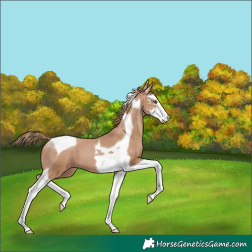 Horse Color:Black Pearl Sabino Tobiano 