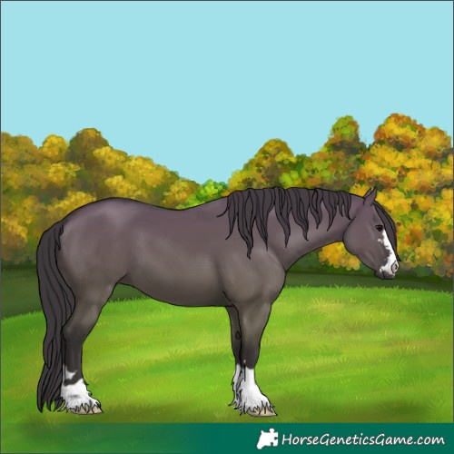 Horse Color:Smoky Grullo