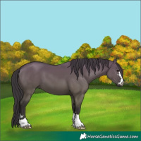 Horse Color:Smoky Grullo 