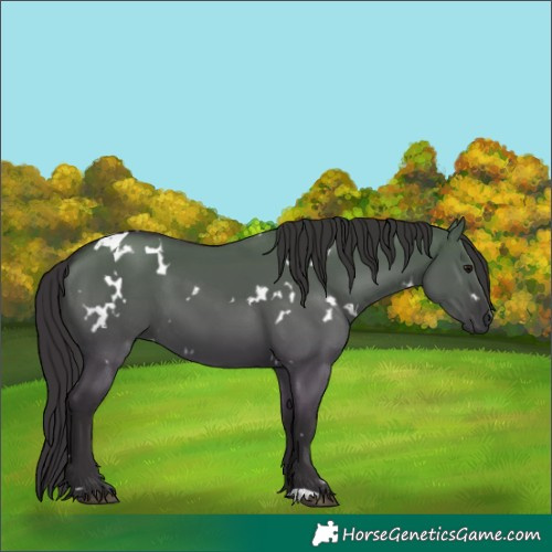 Horse Color:White Spotted Smoky Grullo 