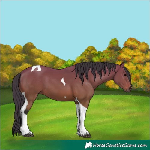 Horse Color:Bay Tobiano 