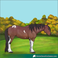 Horse Color:Bay Tobiano 