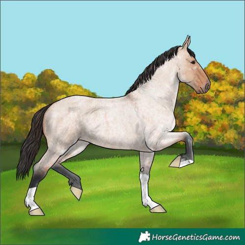 Horse Color:Bay Roan Dun 