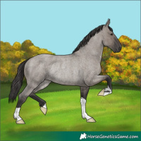 Horse Color:Smoky Grullo Roan Rabicano 