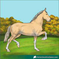 Horse Color:Palomino Dun