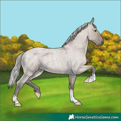 Horse Color:Silver Smoky Grullo Roan