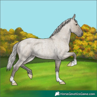 Horse Color:Silver Smoky Grullo Roan 