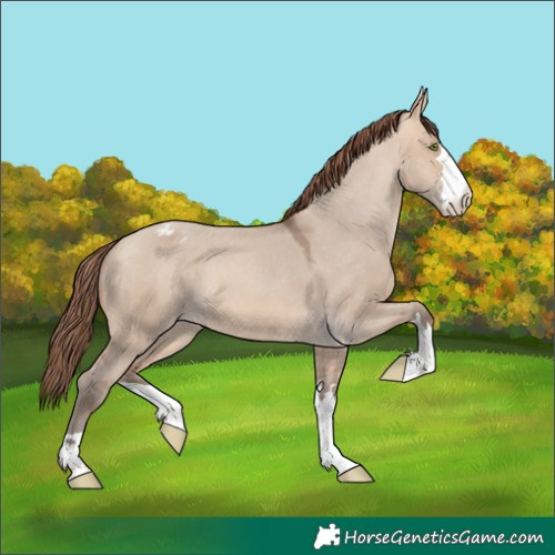 Horse Color:Amber Champagne Dun Appaloosa