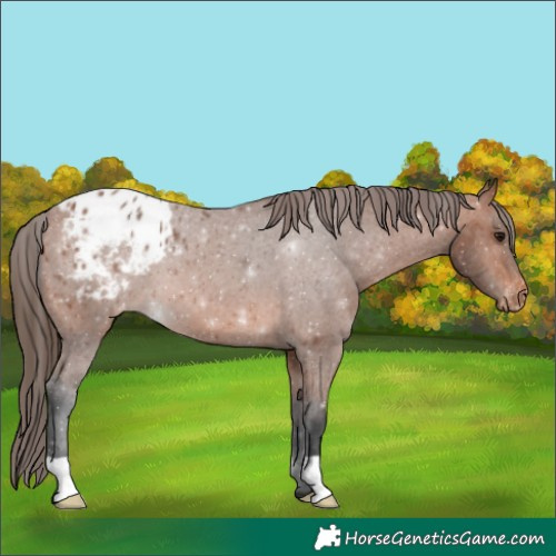 Horse Color:Bay Blanket 