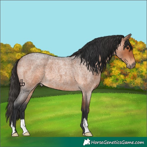Horse Color:Bay Roan 