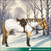 Horse Color:Buckskin Near Leopard 
