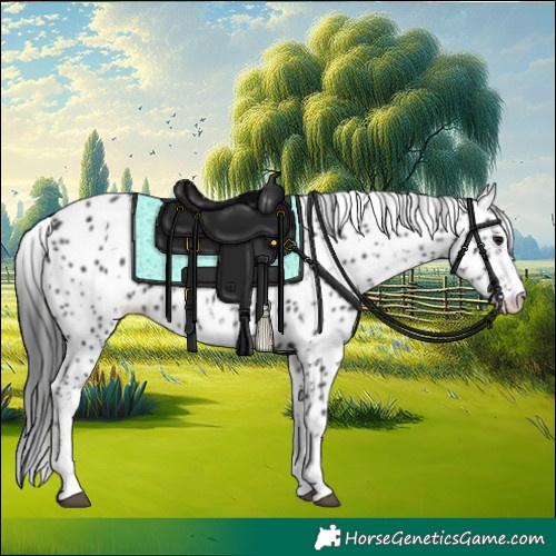Horse Color:White Spotted Black Appaloosa 