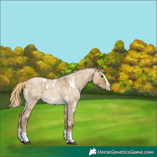 Horse Color:White Spotted Chocolate Palomino Roan Dun Splash 