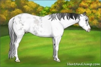 Horse Color:Black Sabino