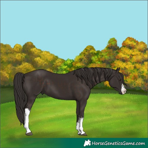 Horse Color:White Spotted Liver Chestnut 
