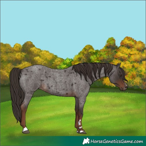 Horse Color:Liver Red Roan 